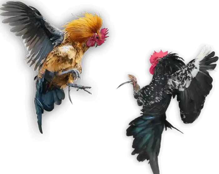 CockFighting